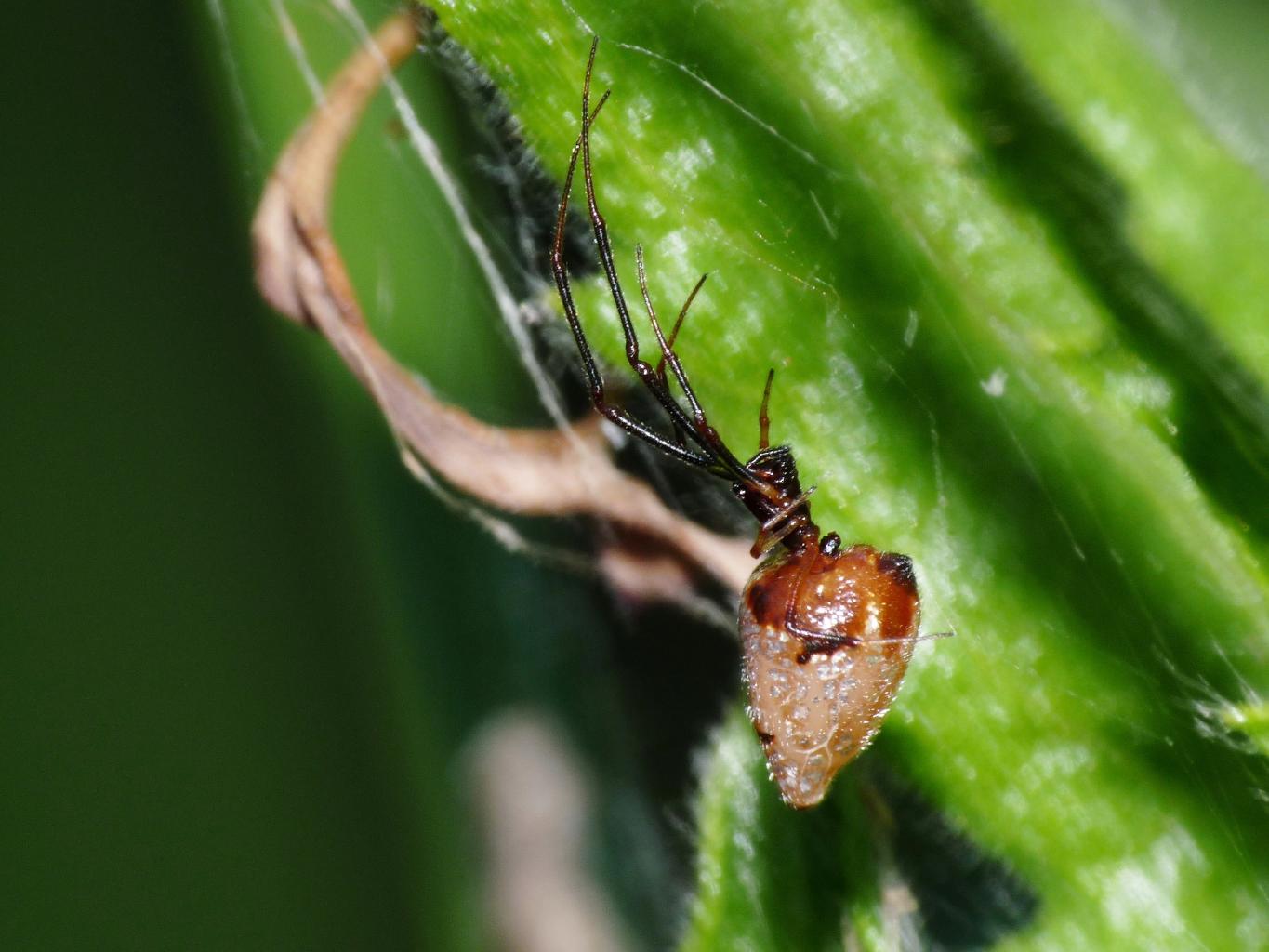 L''assaggio dell''Argyrodes (con filmati)